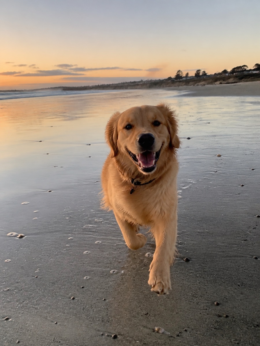 Ein Hund im Freien